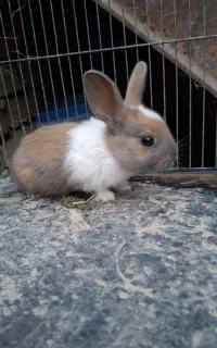 بچه خرگوش
