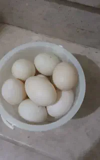 تخم اردک