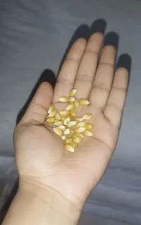 ذرت خارجی دانه درشت