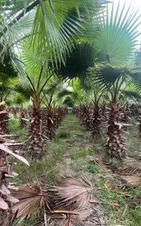 فروش پالم تنه سرخ آناناسی صادراتی