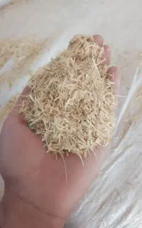 کاه گندم و جو