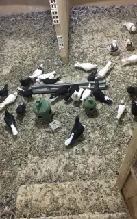 پرندگان
