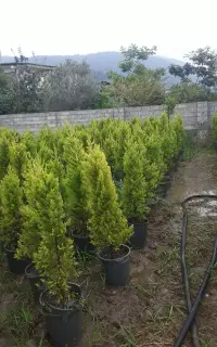 درخت کاج لاوسون طلایی