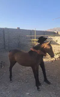 فروش کره مادیان شش ماهه
