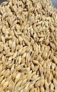 جو بومی درشت