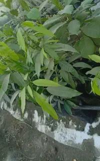 نهال انبه ،گارومزنگی ، نارنج