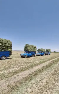 یونجه خشک