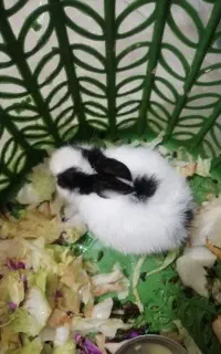 خرگوش