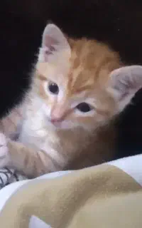 گربه