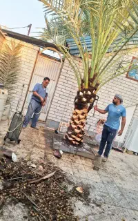 بریدن نخل قطع درخت هرس نخل سمپاشی نخل