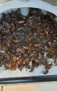 سم پاشی سمپاش سمپاشی بازدید رایگان سوسک موش