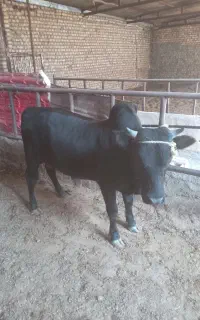 گوساله
