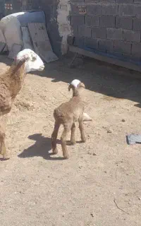 میش تخمی بره دار