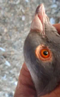 کفتر