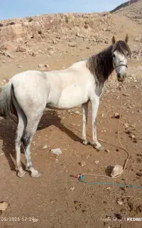 مادیان با کره