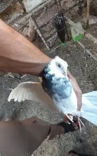 کبوتر طوقی نر
