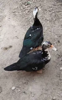 سیکا