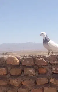 کفتر