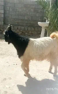 چپش .پازن.