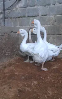 قوغاز لیندا اصل سنگین وزن