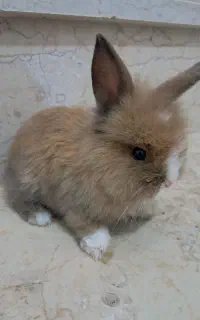 خرگوش