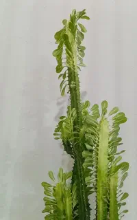 گل کاکتوس