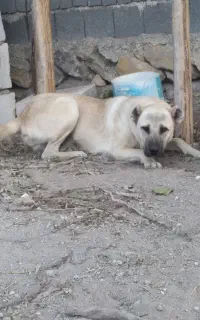 سرابی