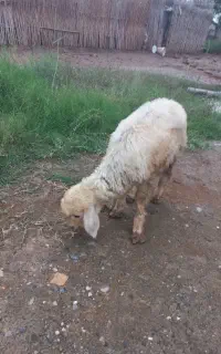 بره نر
