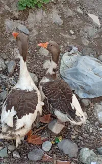سه‌ عدد‌ غاز
