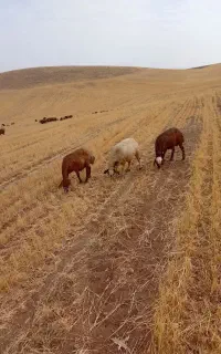 ۲۵ راس گوسفند جوان