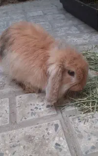 خرگوش  لوپ زیبا وسالم