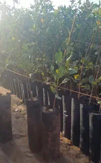 نهال پسته