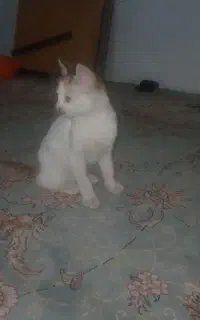 واگذاری گربه