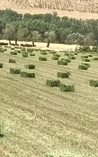 350تا پرس یونجه درجه یک خشک