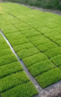 باکس نشا هاشمی