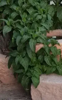 دو عدد جوقن بزرگ و دست ساز