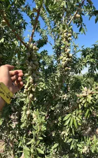 ارائه نهال بادام اسراییلی گلدانی