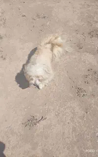 سگ بازی گوش