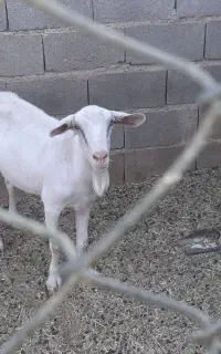 بز سانن