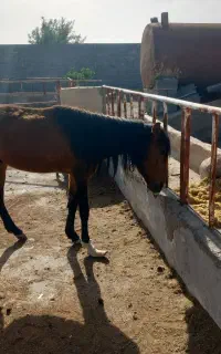 اسب