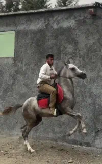 اسب نریان عرب یک سر