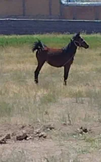 کره اسب ماده