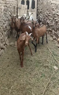 بز الپا