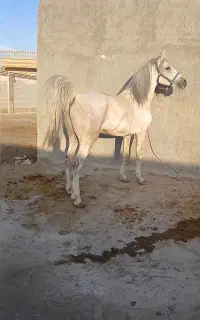 اسب کوردسواری دار