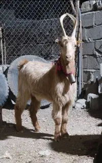 بز شاخ انبری عشقی