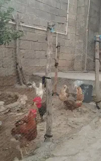فروش جوجه محلی