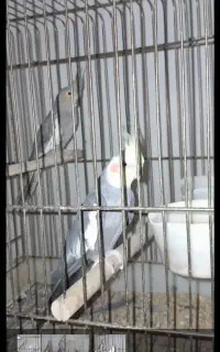 اردک فروشی