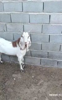 کره نر