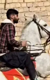 اسب