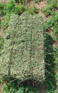 فروش یونجه چین اول